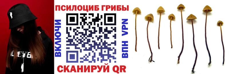 магазин    Братск  Галлюциногенные грибы MAGIC MUSHROOMS 